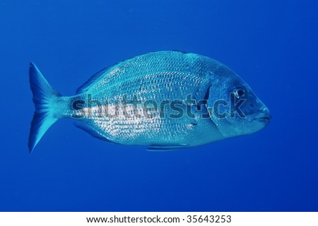a big fish swimming in the Mediterranean, blue background