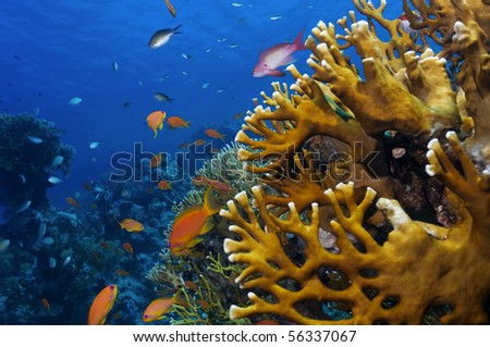 coral marine life