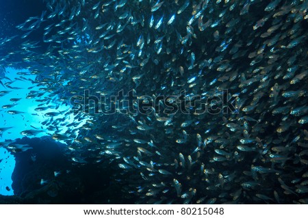 Bunch Of Fishes