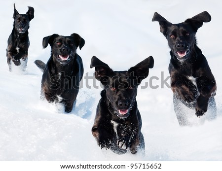 a pet black dog runs in the snow