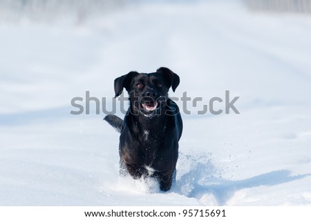 a pet black dog runs in the snow