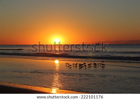 Sunrise over the ocean with sandpipers in the water.