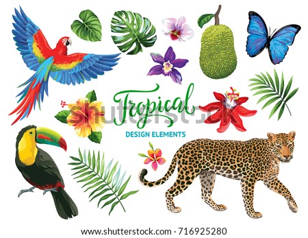 Tropical collection: exotic flowers, leaves, fruits, birds and animals. Vector design isolated elements on the white background.