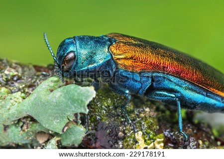 Shiny beetle