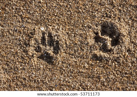 a dog footprints in the sand