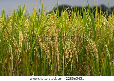natural tree in rice farm