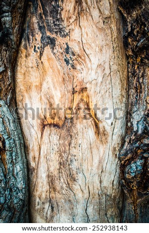 grunge wood cross section, backgrounds bark and crack wood texture