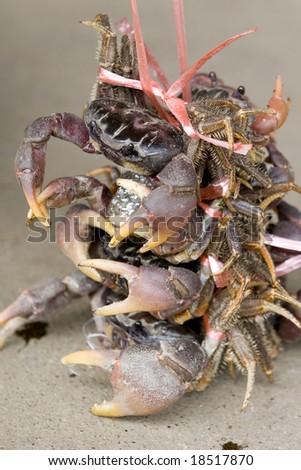 Live crabs at the Market
