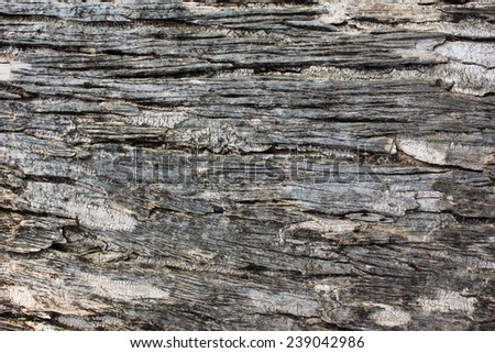 bark of tree texture/tree bark background