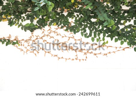 green ivy climbing fig isolated