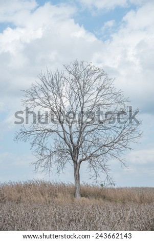 A dry  tree among dry corn field in winter season in Wanh Nam Keaw ,  thailand