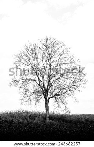 A dry  tree among dry corn field in winter season in  vertical frame in black and white photo style very beautiful in close up detail