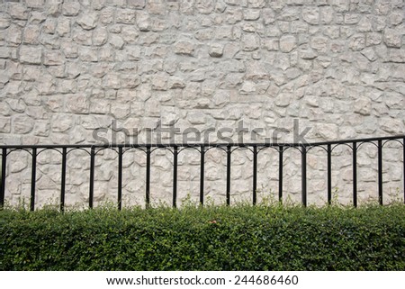 fukien tea  iron fence and stone wall in ornamental garden