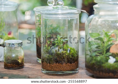 small and little plants decorate in glass bottle