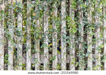 Green ivy climbing fig under hard sunlight in evening time on white wooden trellis fence