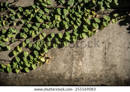 Green ivy climbing fig under hard sunlight in evening time on concrete wall