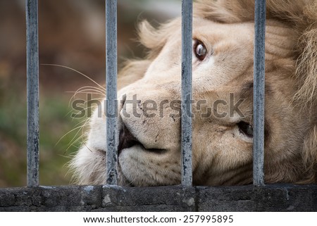 lion in cage  look at camera