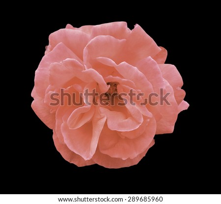 pink rose isolated on  black background dicut with clipping path