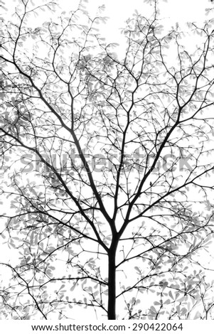 abstacts of  Ivory coast almond tree branch and leaf isolated on white background