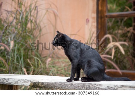very beautiful and cute black cat with yellow eyes  sit on wooden bench in garden