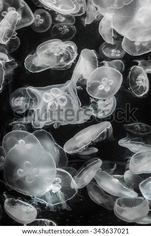 black and white filter effect  abstract background of jelly fish among dark water in glass tank aquarium