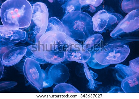 abstract background of jelly fish among dark water in glass tank aquarium