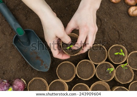 Young Seedlings in jiffy pots