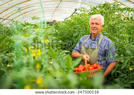 Gardener in the greenhouse