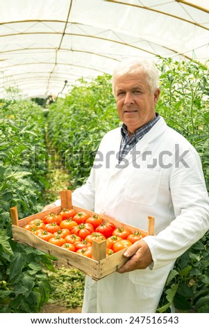 Plant Technologist holding tomato