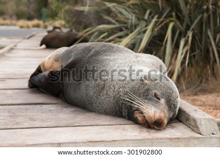 Wild fur seal sleeps on wooden pathway, Kaikoura, New Zealand