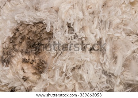 Pile of unprocessed high quality merino wool