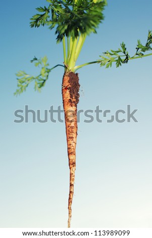 Freshly pulled carrot covered in earth from the garden with its leaves against a blue sky
