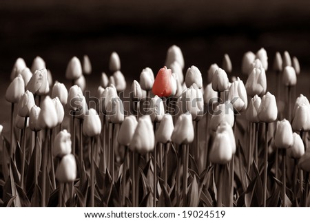 Tulips with green background