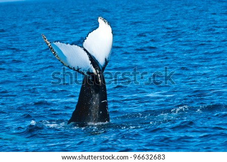Humpback Tail-fin