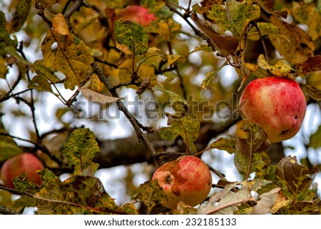 Unfortunately these apples won\'t get on a table - old men have no forces to reap all crop.