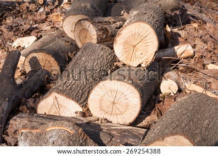 recently sawn logs lie on last year\'s dry leaves
