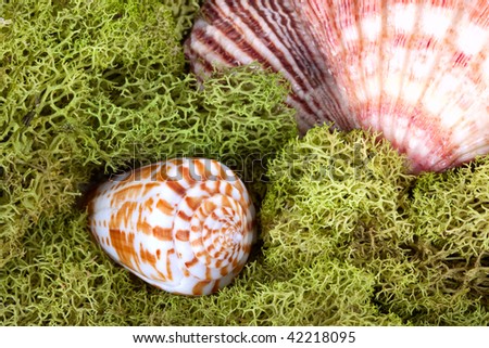 Ocean still life with algae moss and sea shells .