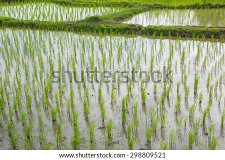 Rice seedlings in the field at the tropics