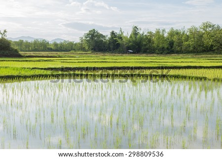 Rice seedlings in the field landscapes view at the tropics