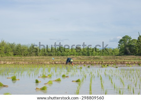 Rice seedlings in the field at the tropics