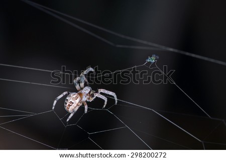 Spider caught little fly on web