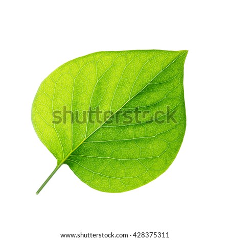 Lilac Leaf Isolated on White