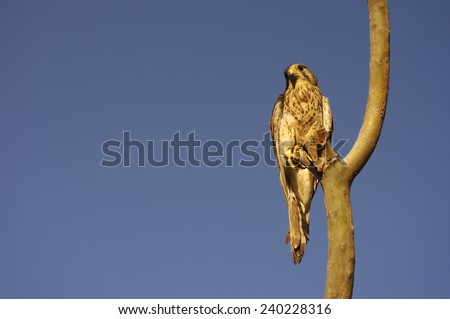 The African bird of prey sits on a branch of a tree and observes/Bird of prey on a branch