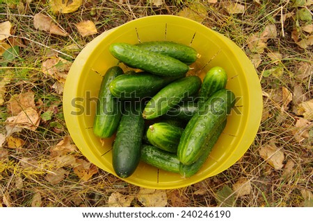 Green small cucumbers in a yellow plastic plate against autumn leaves/Green cucumbers in a yellow plastic plate