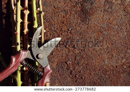 Cut-off branches of a rose and secateurs on a rusty surface. Abstract textural background