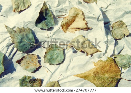 Dry birch leaves on crumpled white paper. Abstract textural background