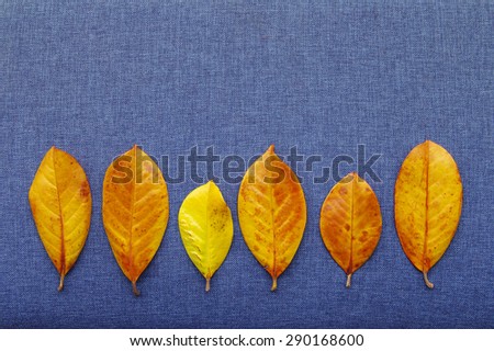 Yellow tropical leaves in a row on a blue fabric background.