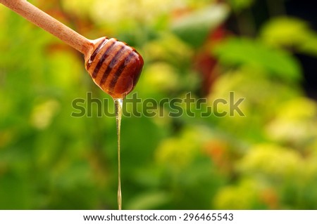 Honey flows down from a wooden honey stick on a beautiful flower green background