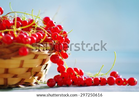 Berries of red currant in the basket on a light blue background. Wooden basket with fresh red currants