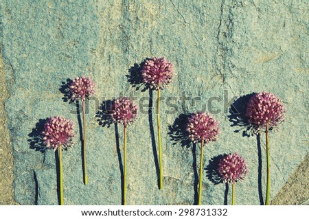 Flowers of wild onions on a structural stone surface